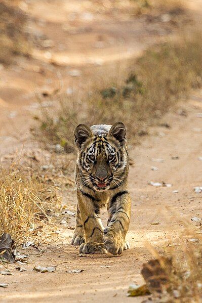 File:Panthera tigris (juvenile).jpg