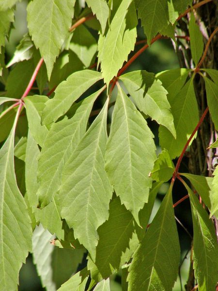 File:Parthenocissus quinquefolia 2.jpg