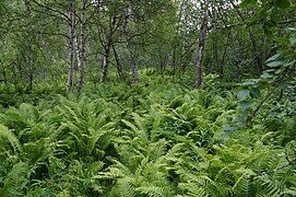 Birch forest with understory, Reisa National Park