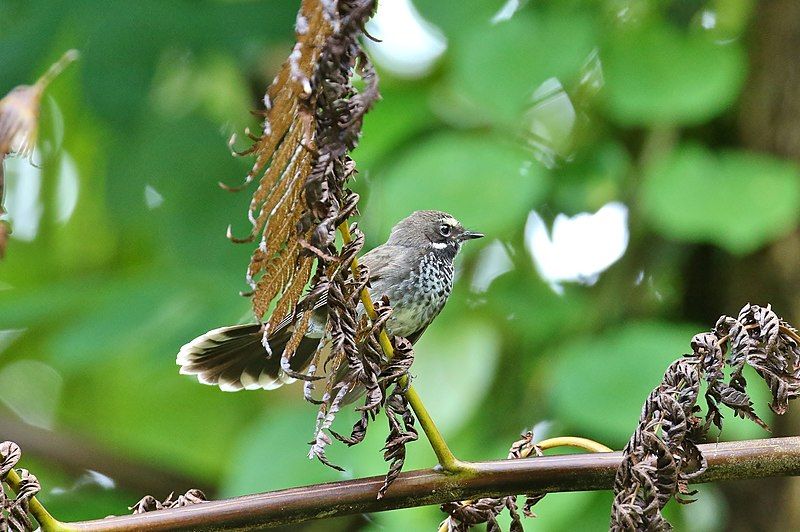 File:Pohnpei Fantail.jpg