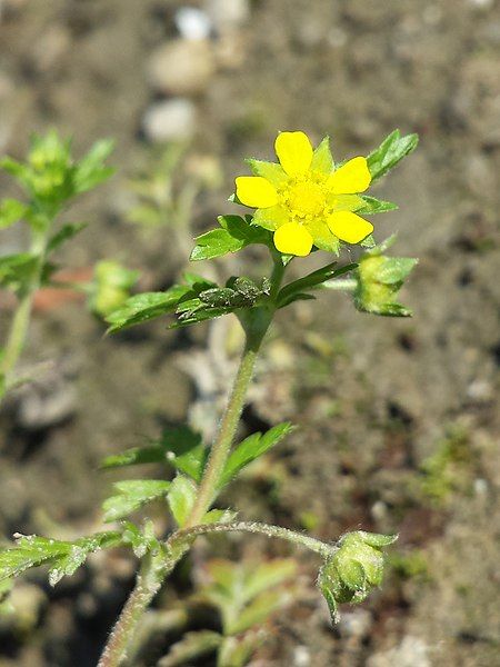 File:Potentilla supina sl12.jpg