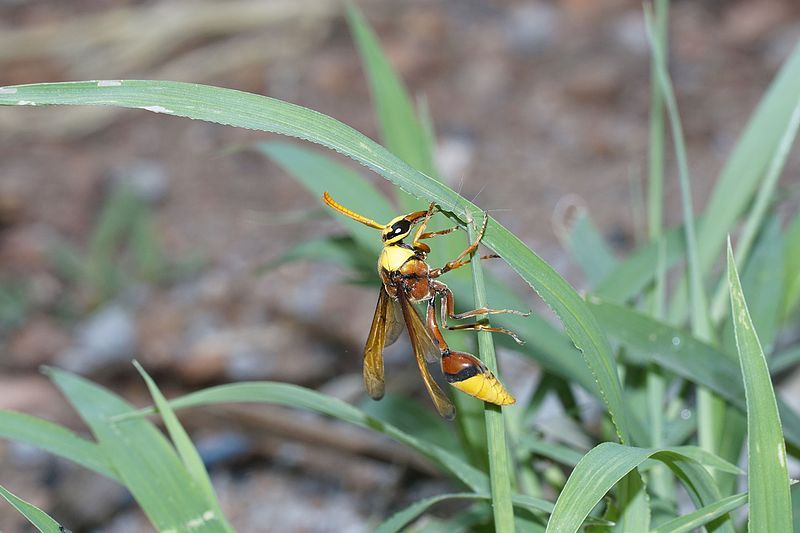 File:Potter wasp 0885.jpg