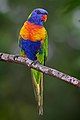 Rainbow Lorikeet