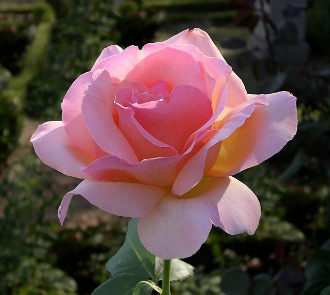 File:Rose-oliv.jpg