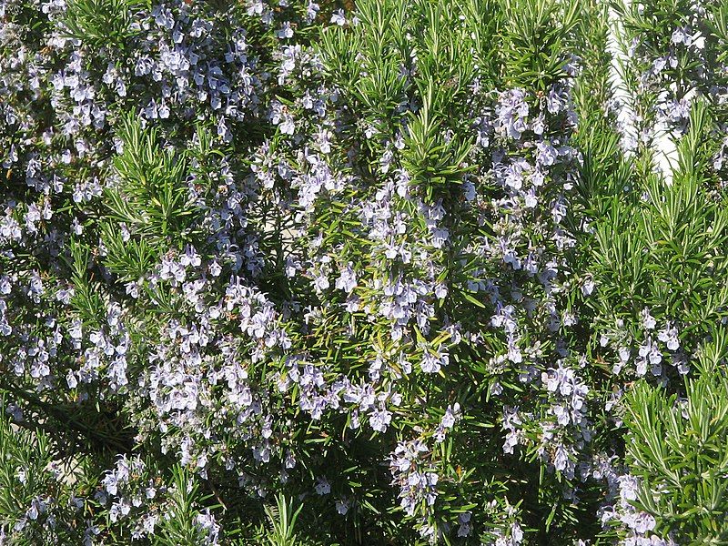 File:Rosmarinus officinalis01.jpg