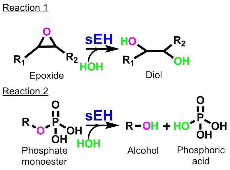 File:SEH reactions.tif