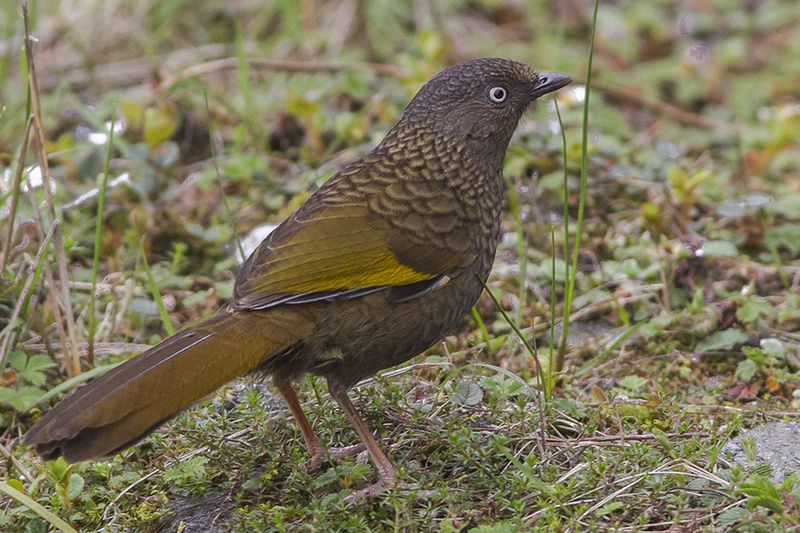 File:Scaly Laughingthrush.jpg