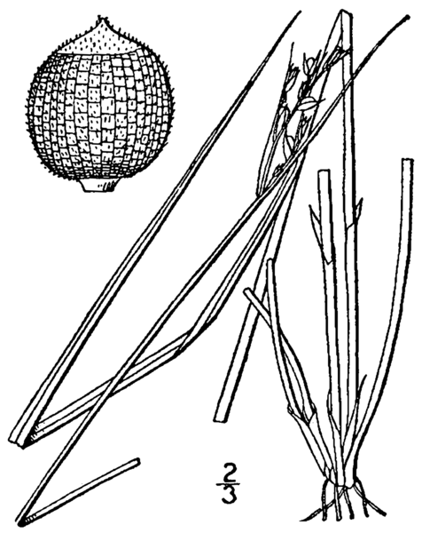 File:Scleria muehlenbergii BB-1913.png