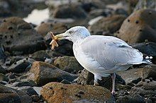 Gull feeding on starfish