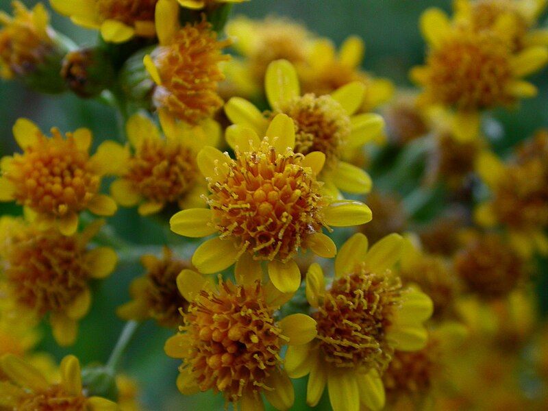 File:Senecio fistulosus DSCN9770.jpg