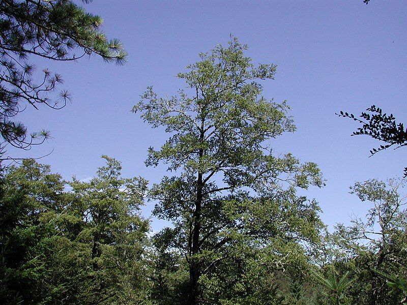 File:Silver beech.jpg