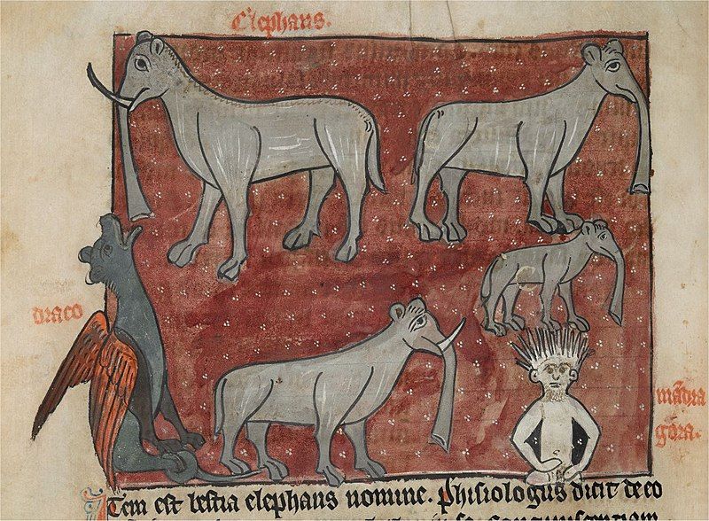 File:Sloane278, fol.48v-elephans&draco&mandragora.jpg