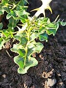 Close-up photograph of some leaves.