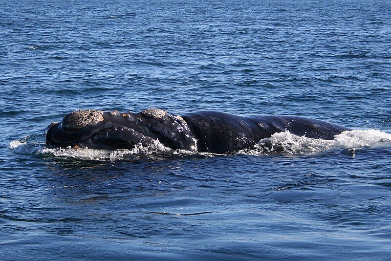 File:Southern right whale6.jpg