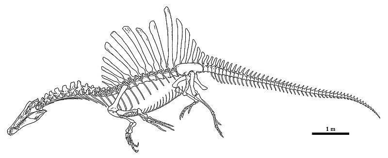 File:Spinosaurus aegyptiacus skeletal.jpg