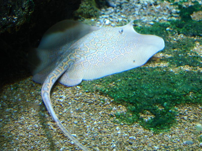 File:Stingray shedd.jpg