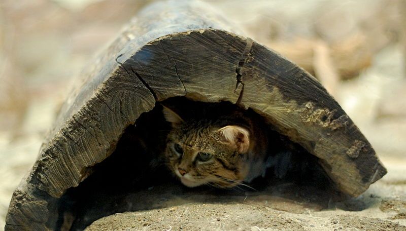 File:Suspicious Black-Footed Cat.jpg