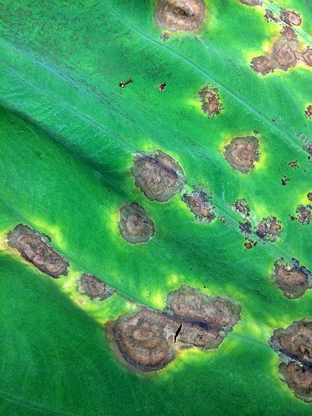 File:Taro leaf blight.jpg