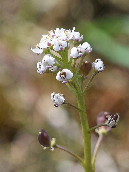 File:Teesdalia nudicaulis kz16.jpg