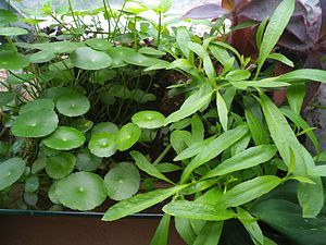 This terrarium is mostly land. There were 5 black newts in it, but I think they may have left. There's mint in the back. I found it by the roadside and it's doing quite well.