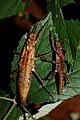 Pair of Tisamenus deplanatus 'Ilocos'