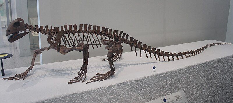 File:Trilophosaurus AMNH.jpg