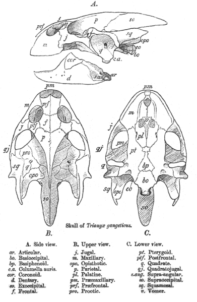 File:Trionyx.png