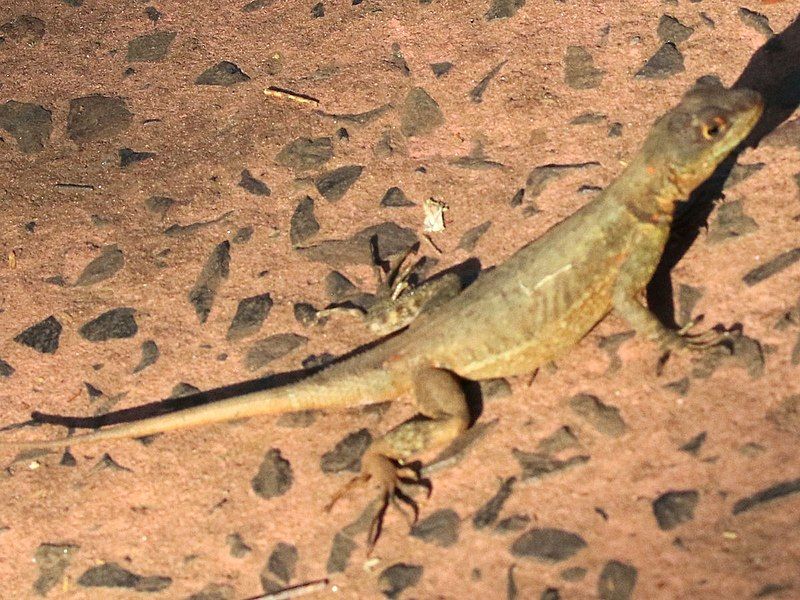 File:Tropidurus catalanensis-basking.jpg