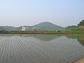 Ujeong-eup Town Hall seen from across rice fields