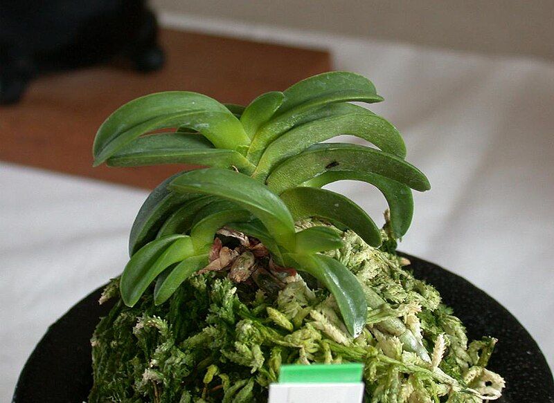 File:Vanda falcata seikai.jpg