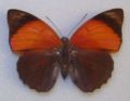 Agrias claudina wachenheimi upperside