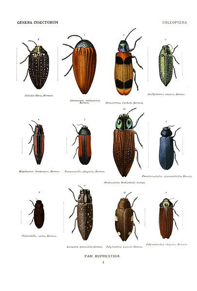 File:Wytsman.Genera.Insectorum.Buprestidae.01.jpg