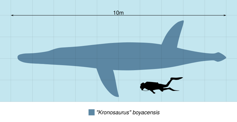 File:"Kronosaurus" boyacensis Scale.svg