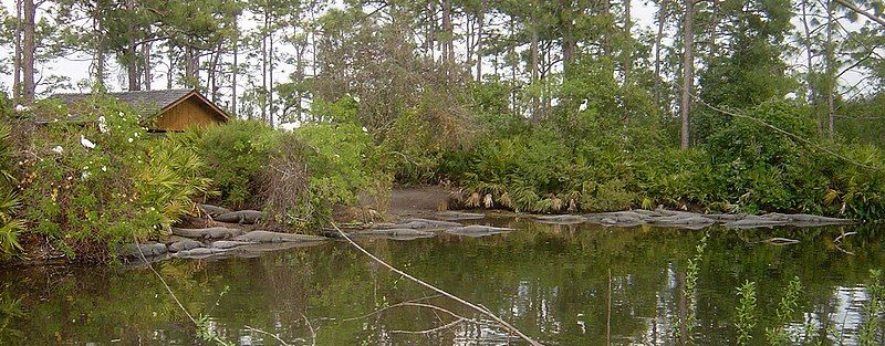 File:022306-gatorland04.jpg