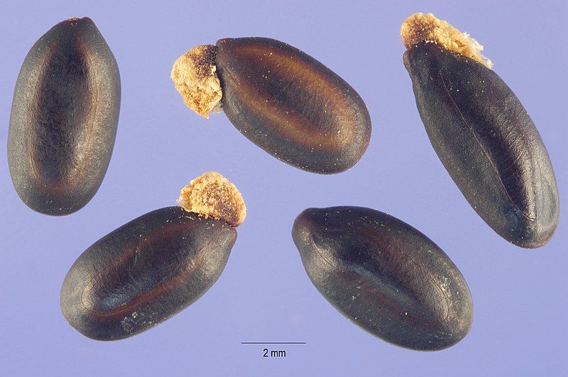 File:Acacia baileyana seeds.jpg