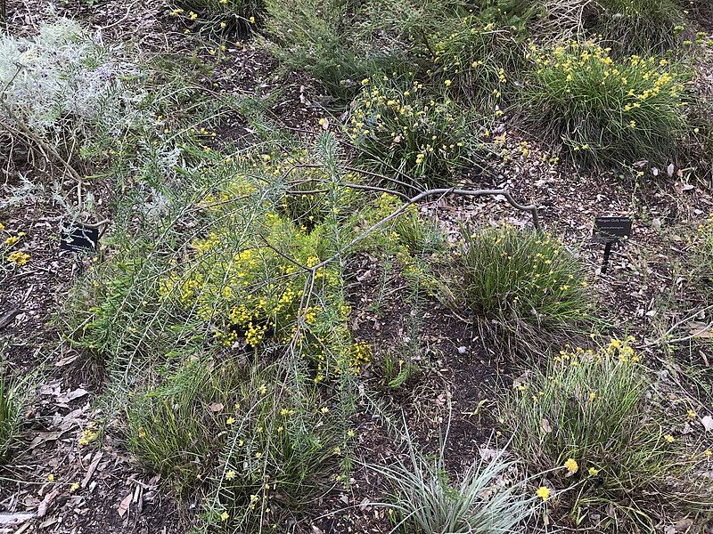 File:Acacia pharangites.jpg