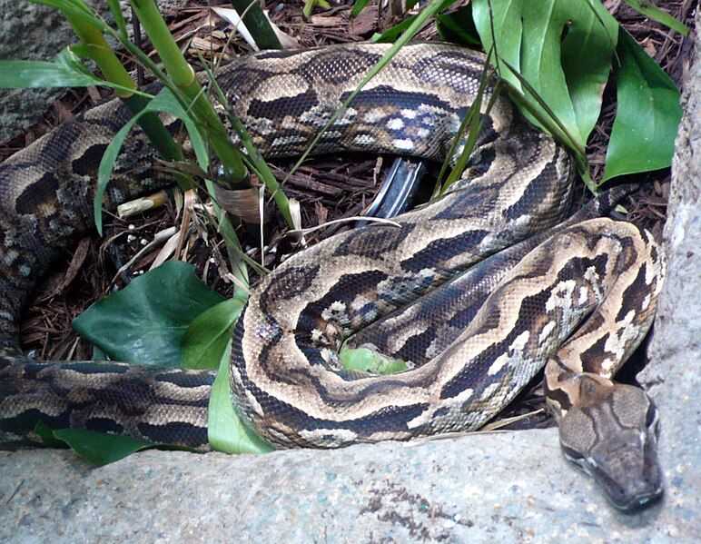 File:Acrantophis madagascariensis (1).jpg