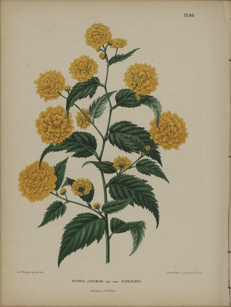 File:Afbeelding-063-Kerria japonica.tif