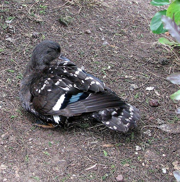 File:African Black Duck.jpg