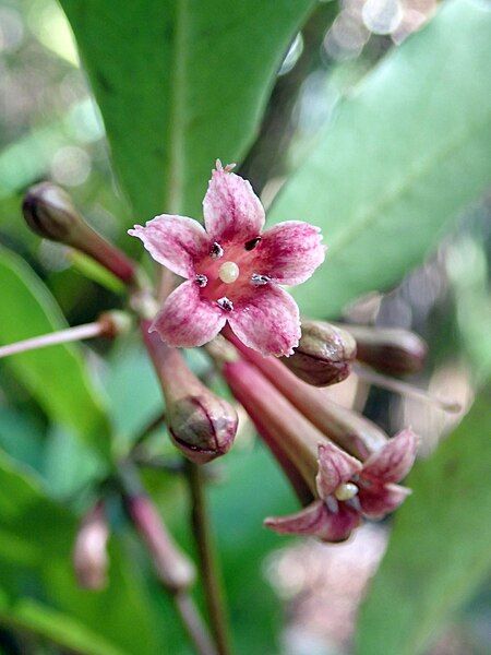 File:Alseuosmia quercifolia flowers.jpg