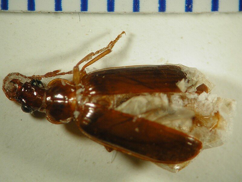 File:Amblytelus longipennis.jpg