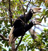 All members of Anthracoceros, like these Palawan hornbills, have a pied plumage