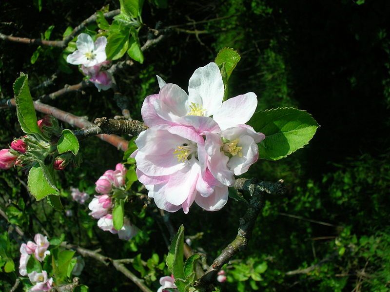 File:Apple tree blossom.JPG