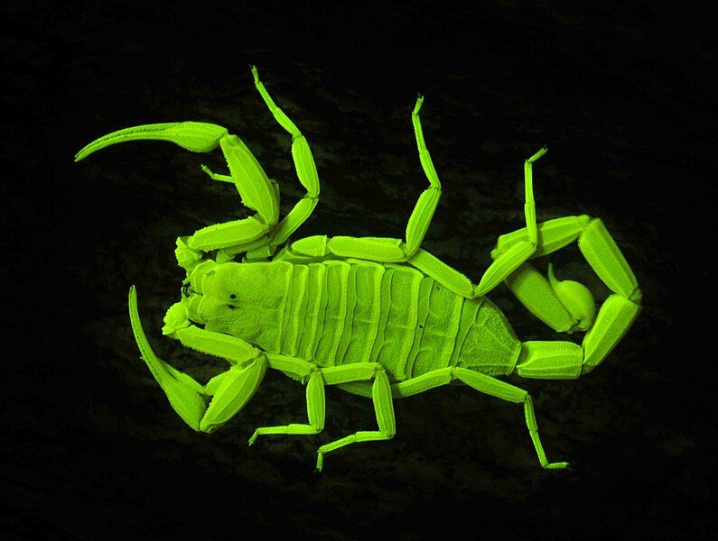 File:Arizona.bark.scorpion.UV.jpg