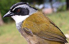 Perija brushfinch