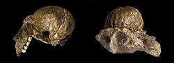 Two views of a partial skull of Australopithecus africanus