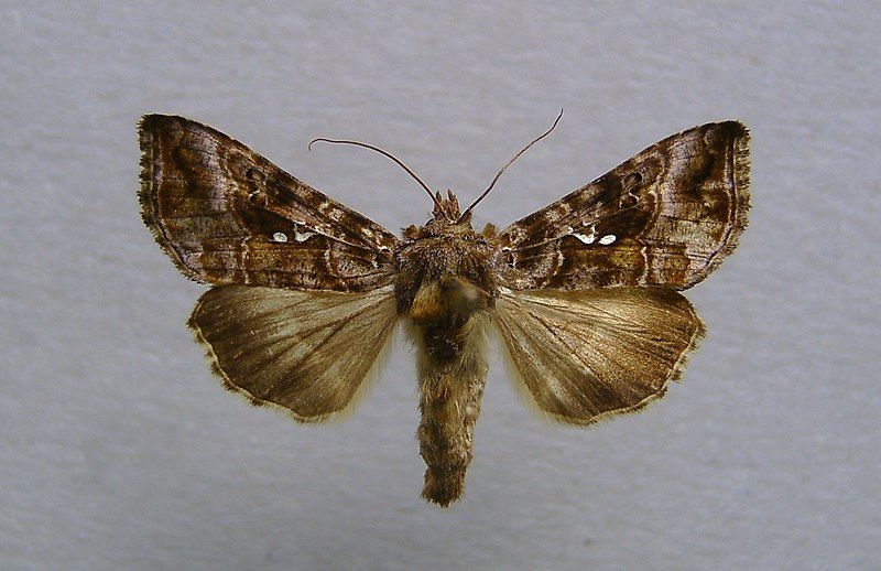 File:Autographa buraetica 01.jpg