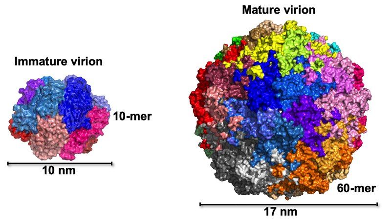 File:BFVD virion structure.tif