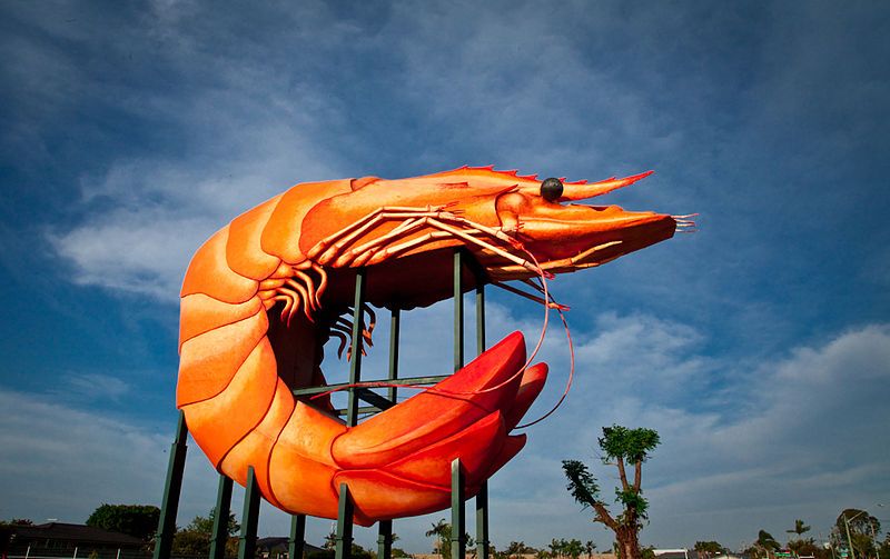 File:Ballina BigPrawn2.jpg