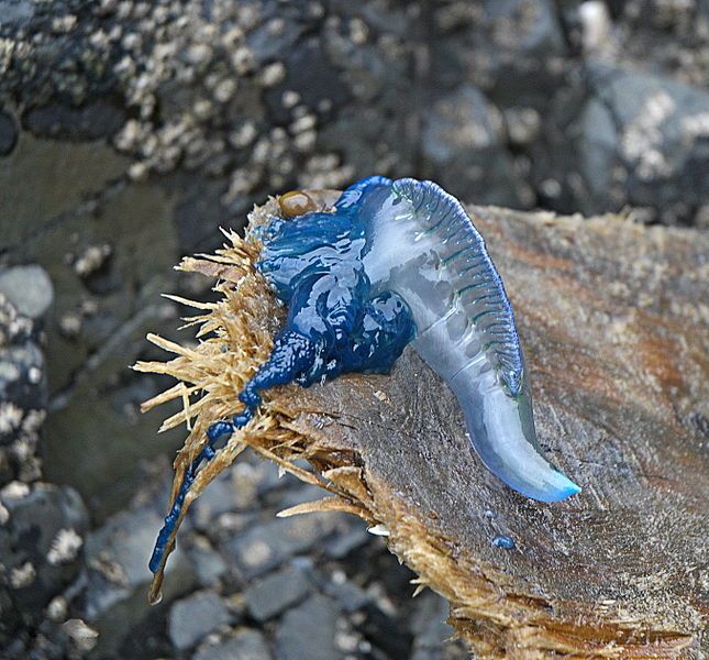 File:BlueBottleJellyfish.jpg